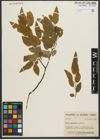 Foto von Salix pyrifolia Andersson